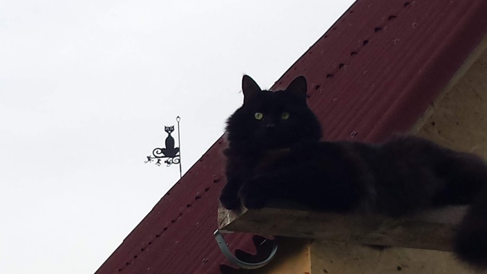 Ответ на пост «Конкурс: лучший кот Пикабу»