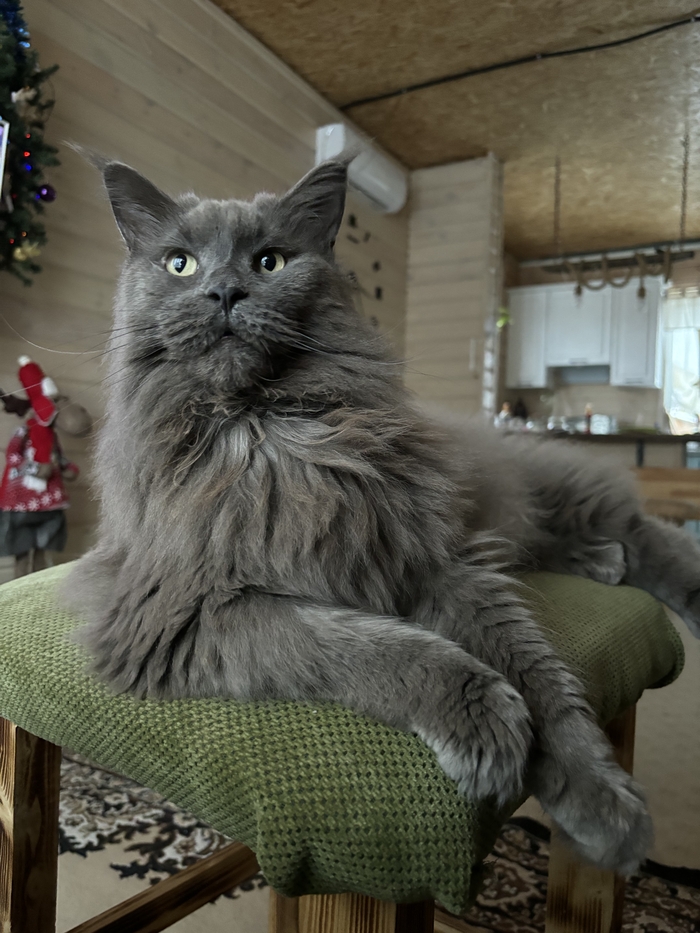 Ответ на пост «Конкурс: лучший кот Пикабу»