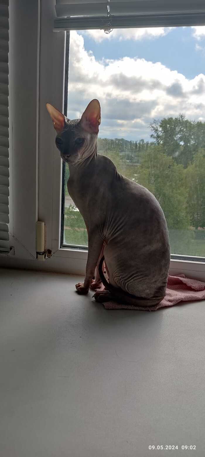 Когда жопка мерзнет сидеть на подоконнике подойдет даже тряпочка.