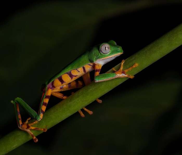 Оранжевобокая филломедуза