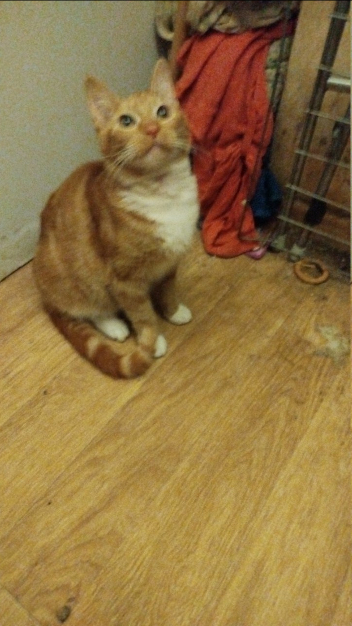 Вставай падлаа ээ, я тут тебе косплей на мейн-куна приготовил