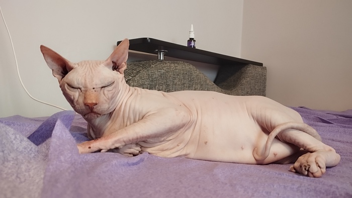 Ответ на пост «Конкурс: лучший кот Пикабу»