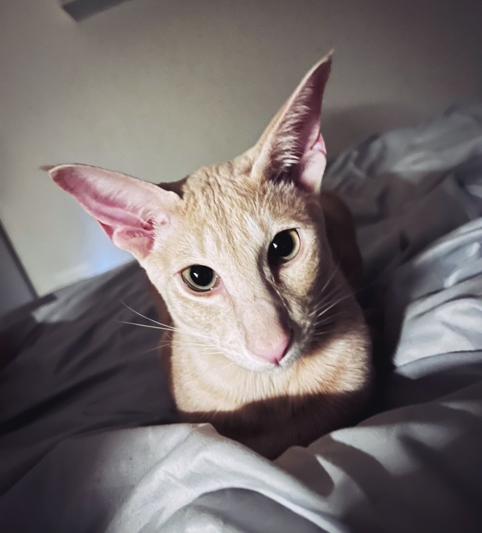 Ответ на пост «Конкурс: лучший кот Пикабу»