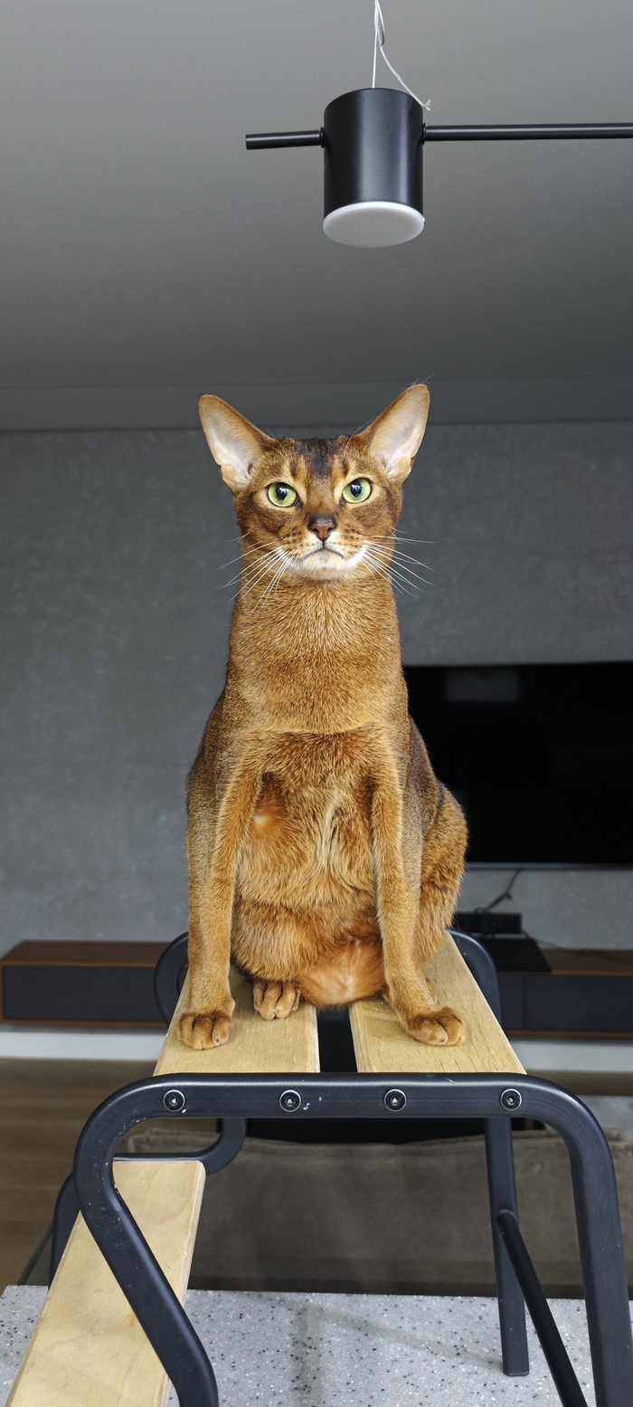 Ответ на пост «Конкурс: лучший кот Пикабу»