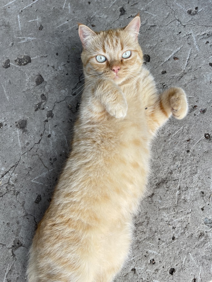 Даешь рыжиков в ленту!