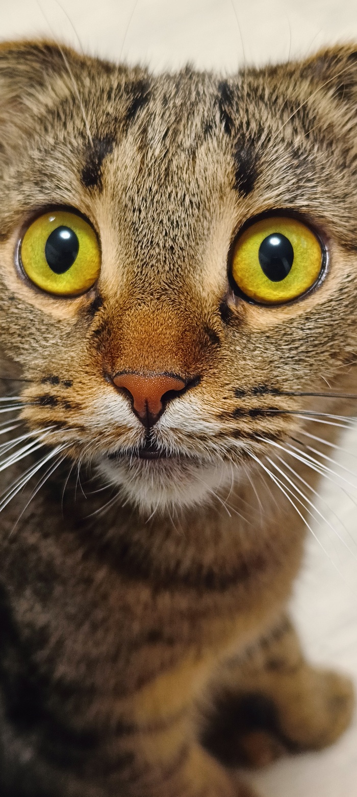 Ответ на пост «Не показал кота - не пикабушник»