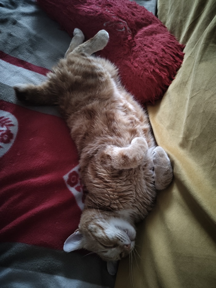 Ответ на пост «Конкурс: лучший кот Пикабу»