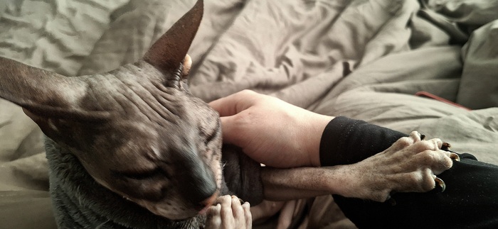 Буся строит планы по захвату мира.