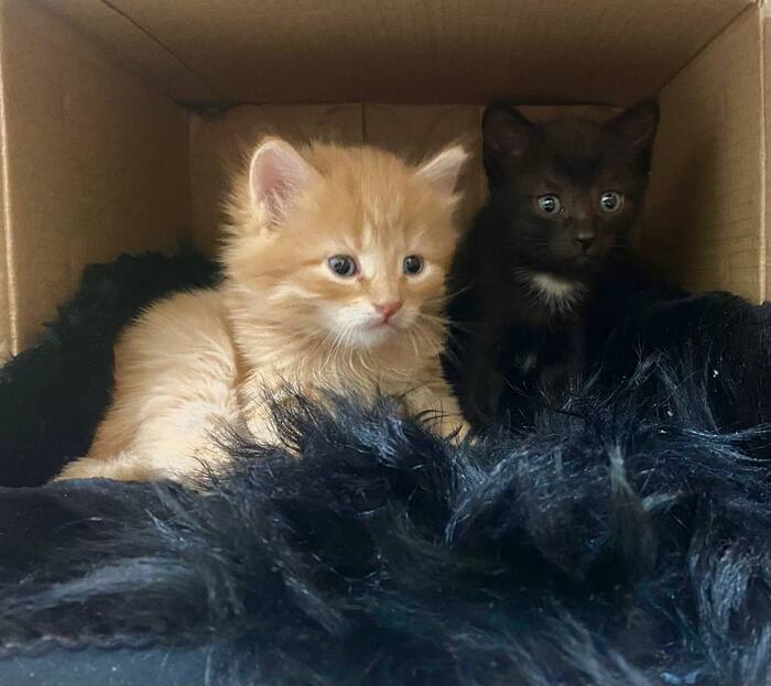 Лекс и Чупа (сокращено от Чупакабра)