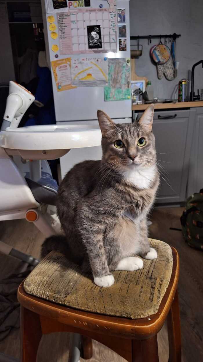 Лучший кот пикабу