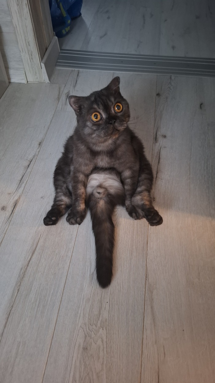 Тишка, он же Тиффани.