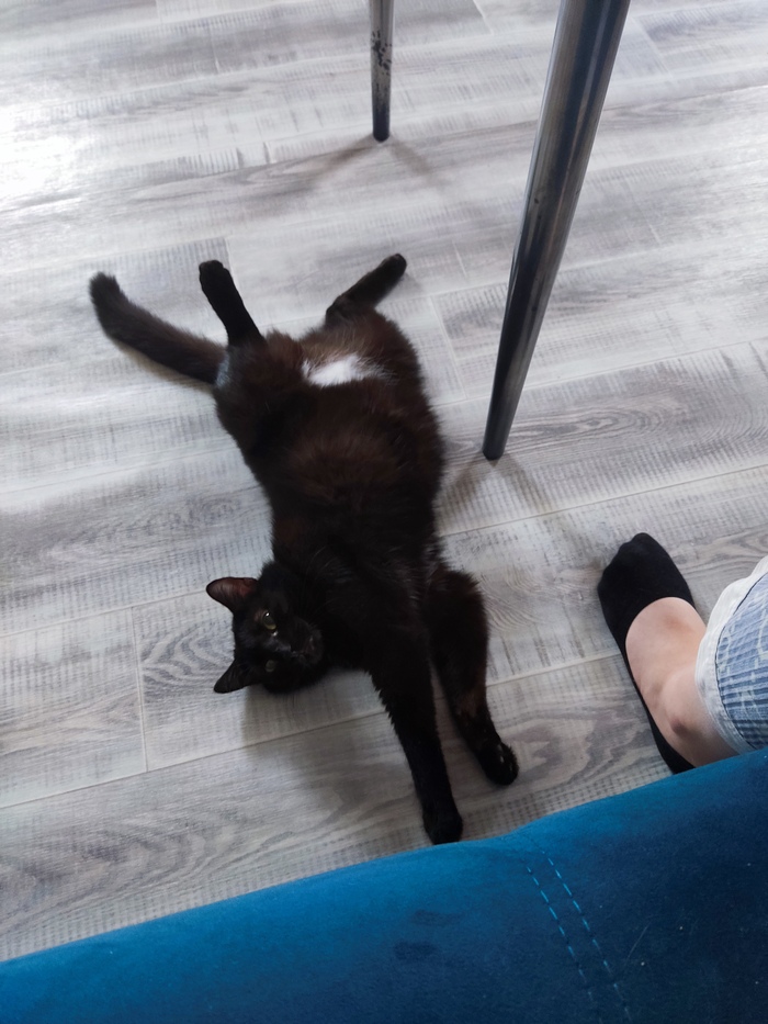 Вот вам тоже кот Мышъ.