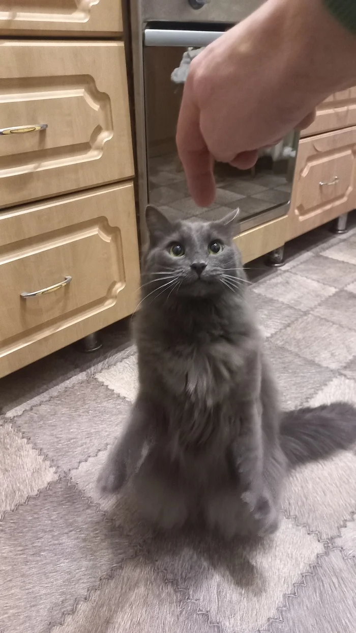 Take your cat to the competition - My, cat, Competition