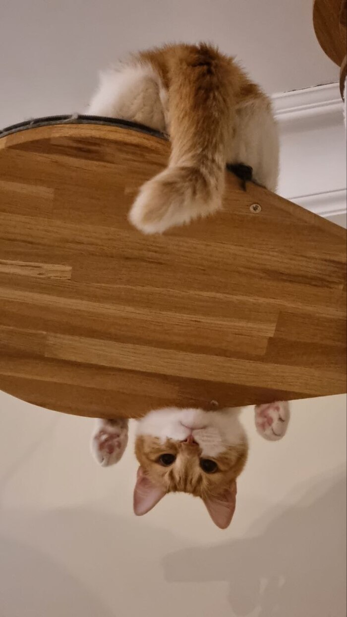 Мой любимый кот на конкурс