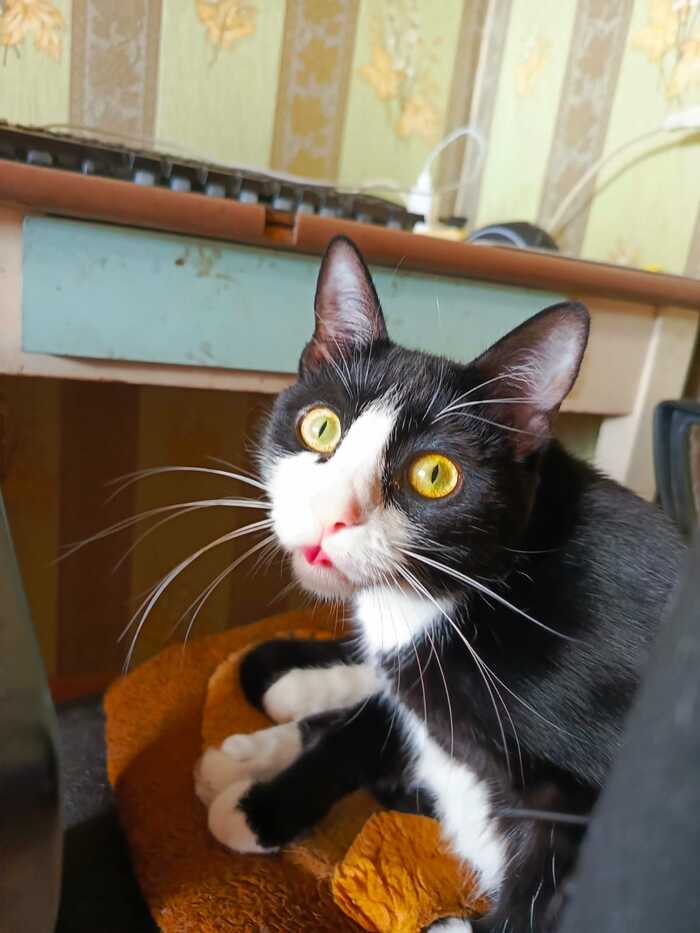 Ответ на пост «Конкурс: лучший кот Пикабу»