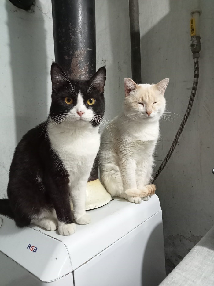 Беляш и Капуста(Малой)