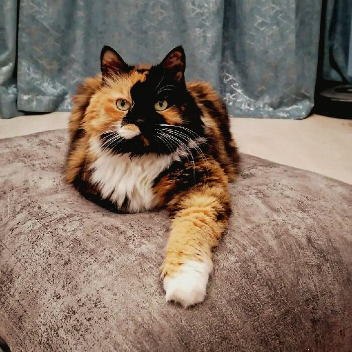 Ответ на пост «Конкурс: лучший кот Пикабу»