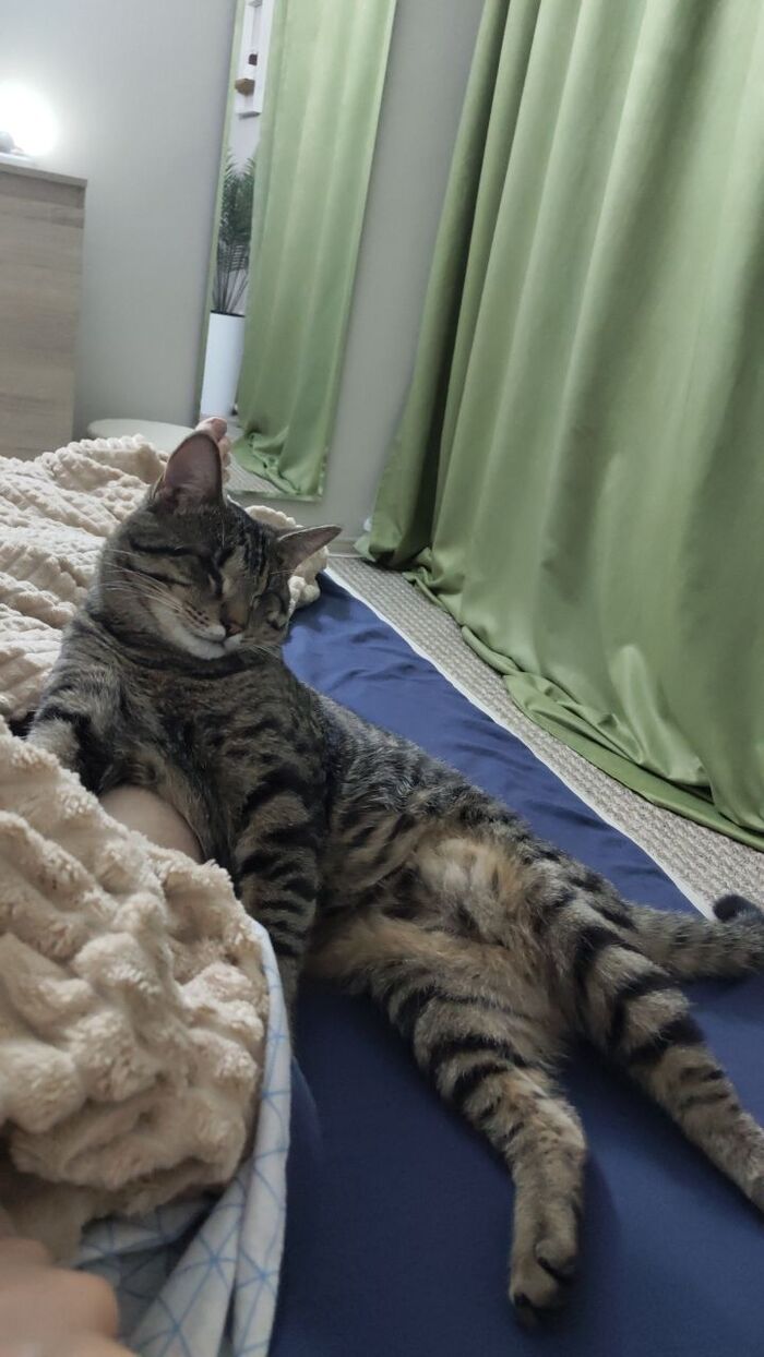 Ответ на пост «Конкурс: лучший кот Пикабу»