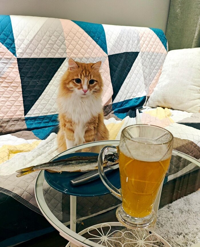 Ответ на пост «Конкурс: лучший кот Пикабу»