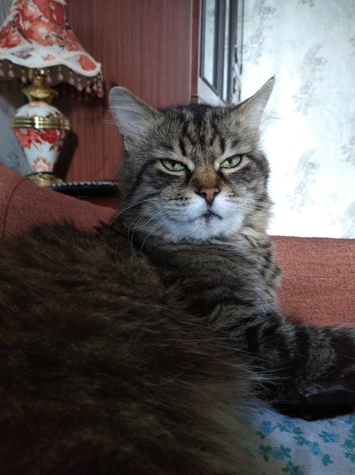 Ответ на пост «Конкурс: лучший кот Пикабу»