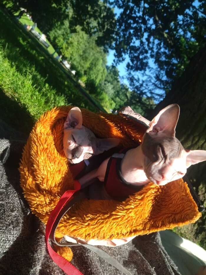 Ответ на пост «Конкурс: лучший кот Пикабу»