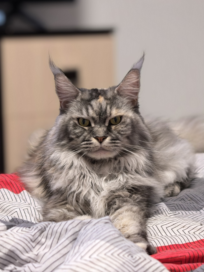 Ответ на пост «Конкурс: лучший кот Пикабу»