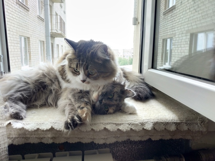 Ответ PARMAGOODS в «Конкурс: лучший кот Пикабу»