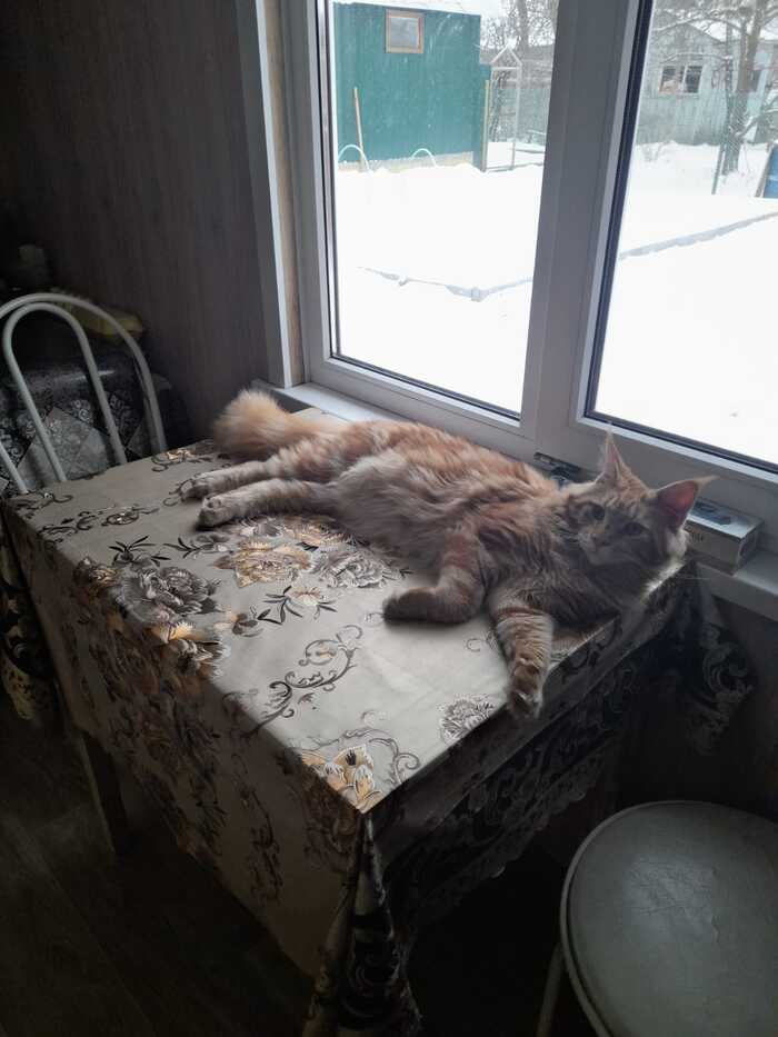 Люку всего 5 месяцев. А стол могли бы и побольше купить.