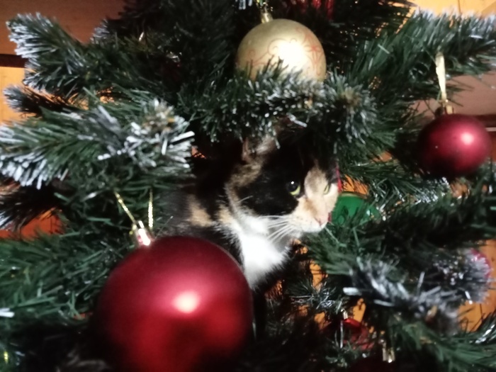 Елена Евгеньевна