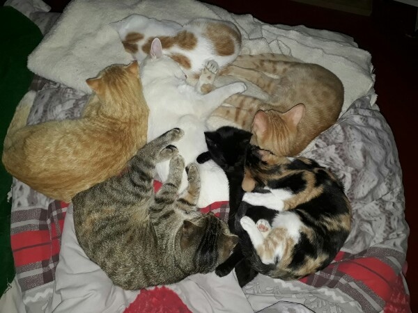 Мое кото-одеяло.