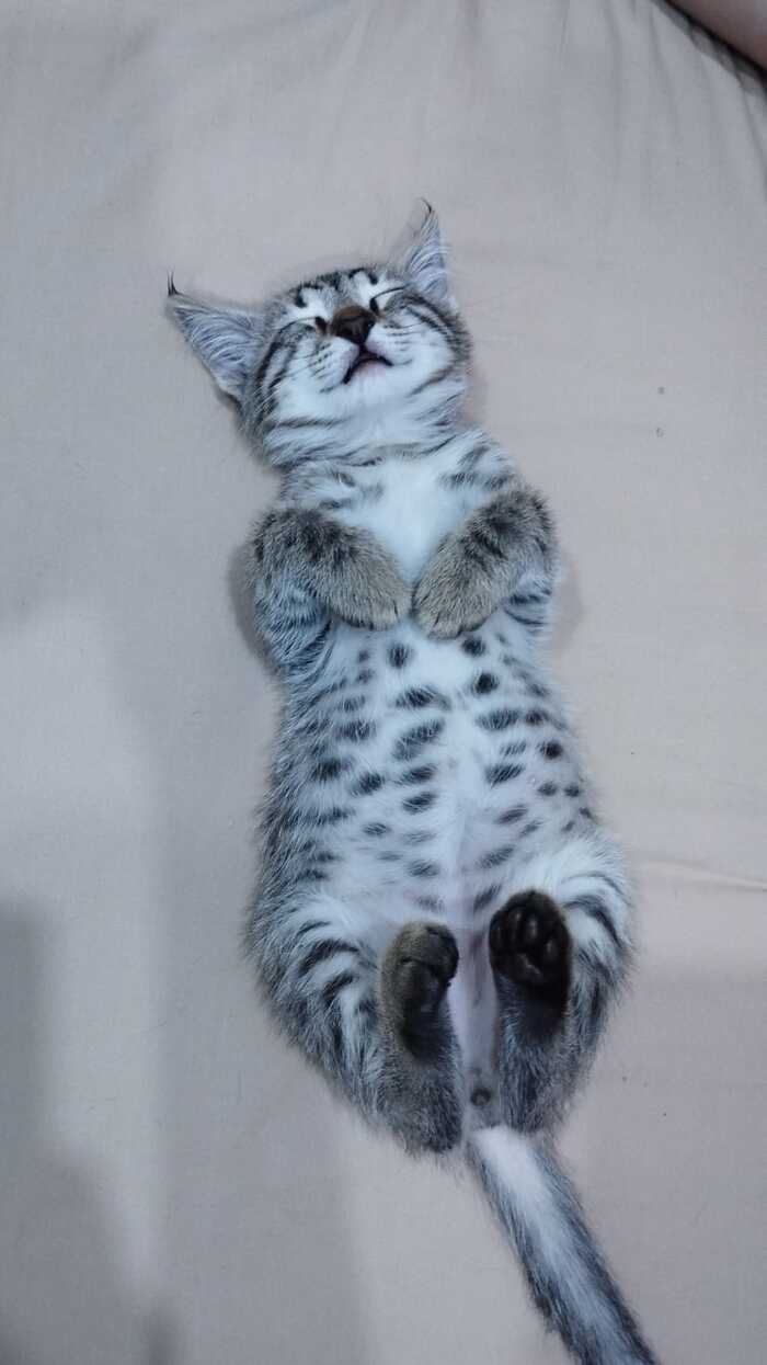 Ответ на пост «Конкурс: лучший кот Пикабу»