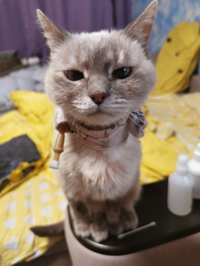 Обратите также внимание на лапы))