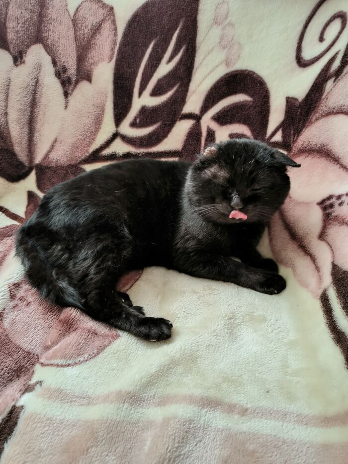 Ответ на пост «Конкурс: лучший кот Пикабу»