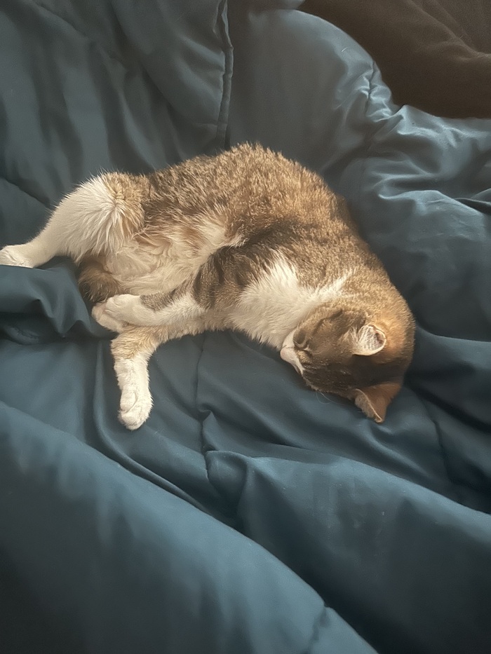 Ответ Regrat в «Конкурс: лучший кот Пикабу»