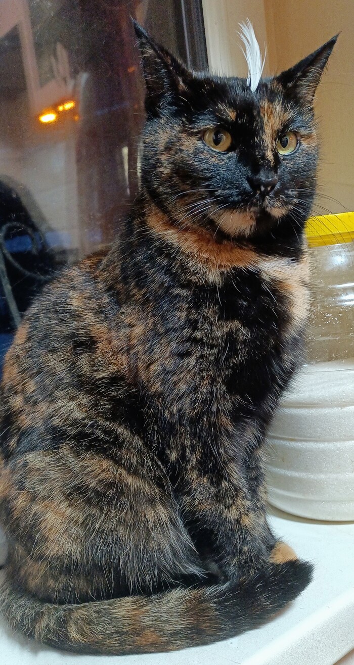 Ответ на пост «Конкурс: лучший кот Пикабу»