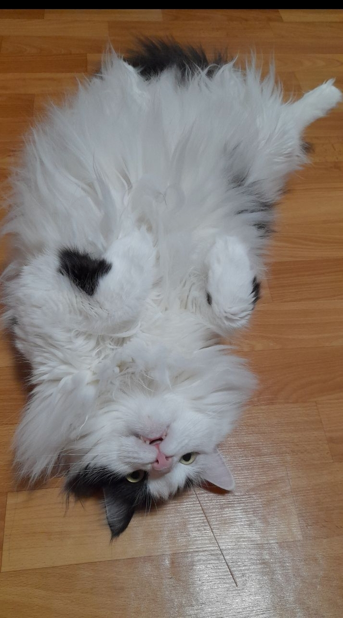 Конкурс:" Лучший кот Пикабу"