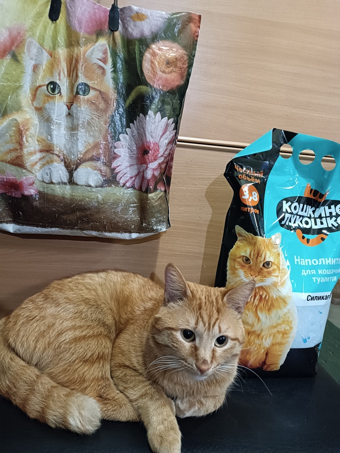 Найди три кота)