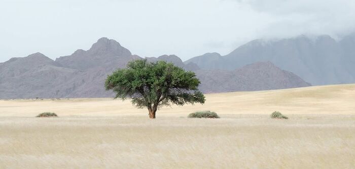 Пустыня Намиб после дождей