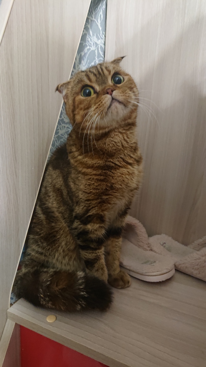 Ответ на пост «Конкурс: лучший кот Пикабу»