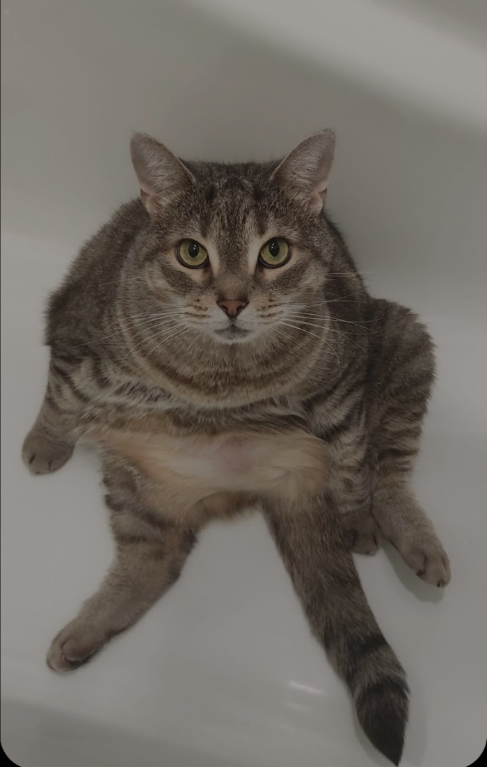 Ответ на пост «Конкурс: лучший кот Пикабу»