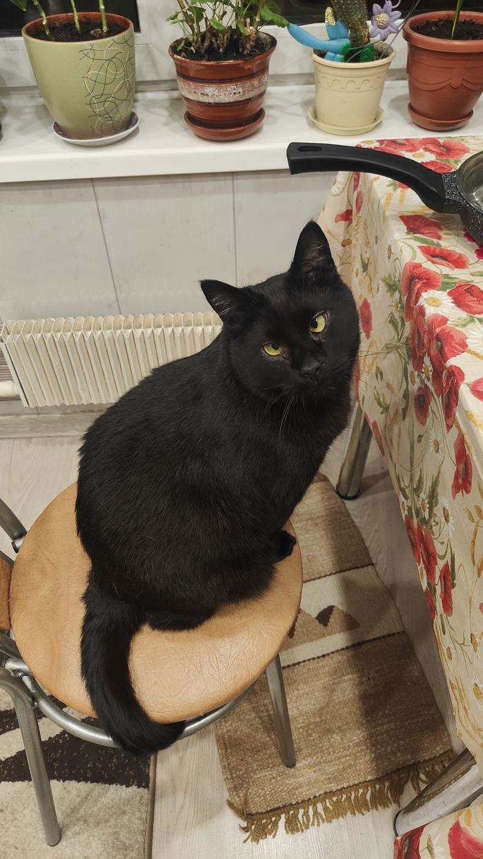 Ответ на пост «Конкурс: лучший кот Пикабу»