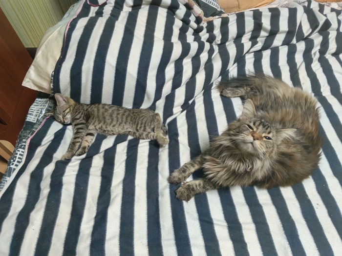 Ответ на пост «Конкурс: лучший кот Пикабу»