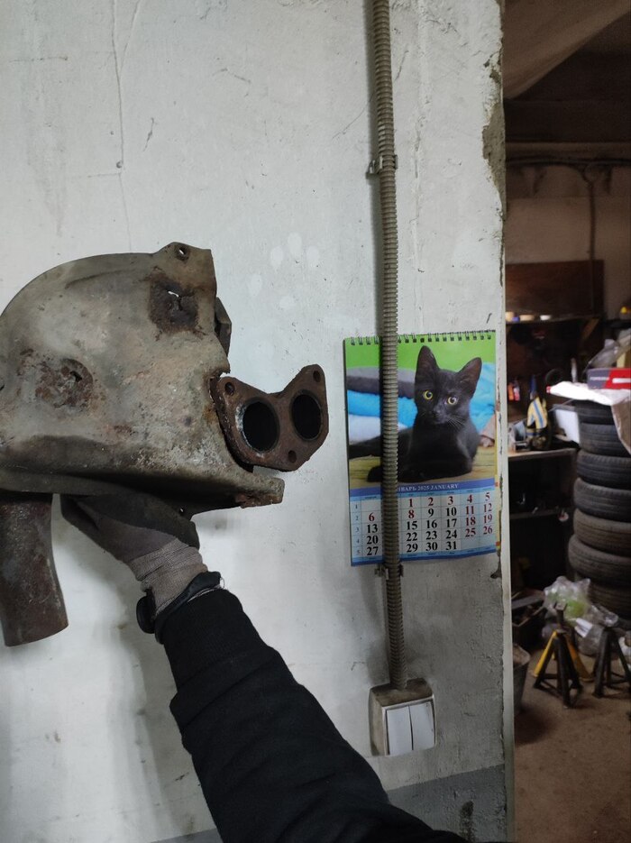 Ответ на пост «Конкурс: лучший кот Пикабу»