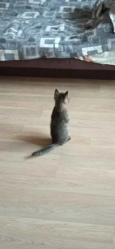    :    , , ,  , ,  ,   