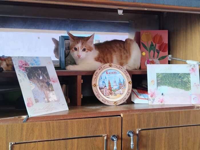 Ответ на пост «Конкурс: лучший кот Пикабу»