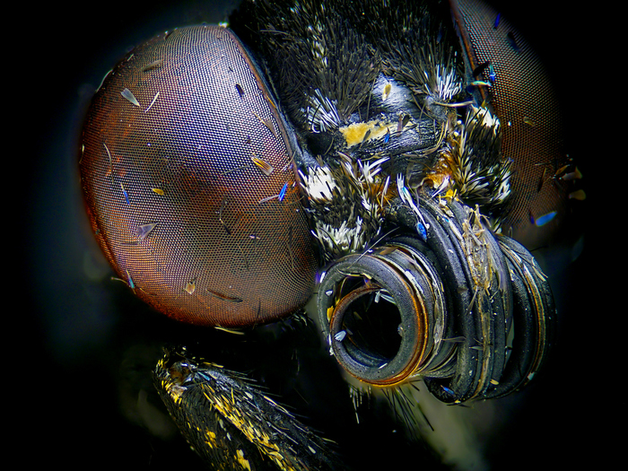 Портрет бабочки