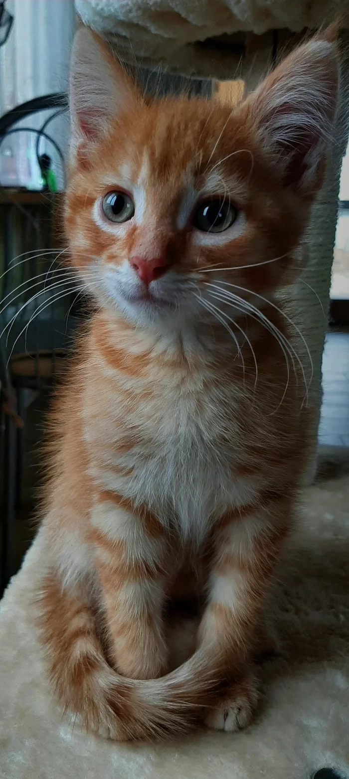 Reply to the post Competition: Best Pikabu Cat - Longpost, Competition, Peekaboo, Pick-up headphones, cat, My, Reply to post, A wave of posts, Cat Day