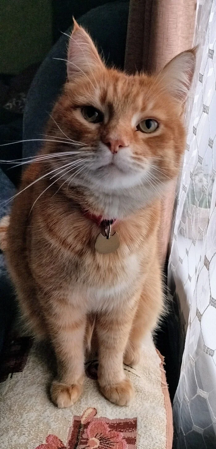 Reply to the post Competition: Best Pikabu Cat - Longpost, Competition, Peekaboo, Pick-up headphones, cat, My, Reply to post, A wave of posts, Cat Day