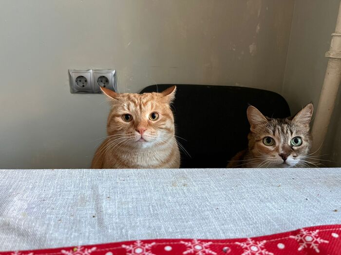 Коты, 2 штуки