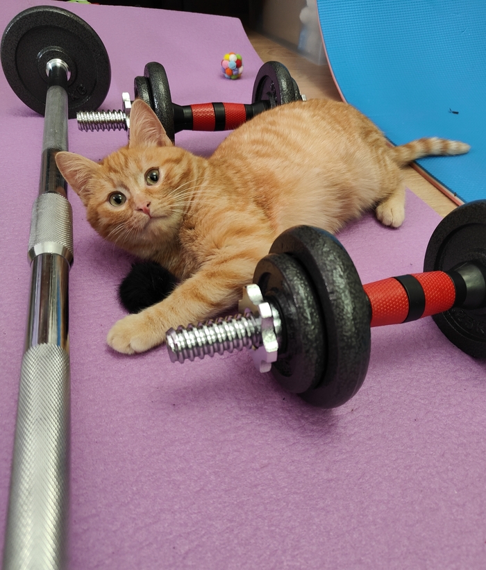 Когда кот спортивнее кожаного